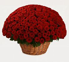 Премиум букет из: Розы в Приозерске